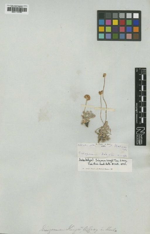 Eriogonum kingii Torr. & A.Gray - BM001024584
