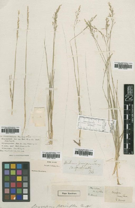 Oryzopsis pungens (Torr.) Hitchc. - BM001042149