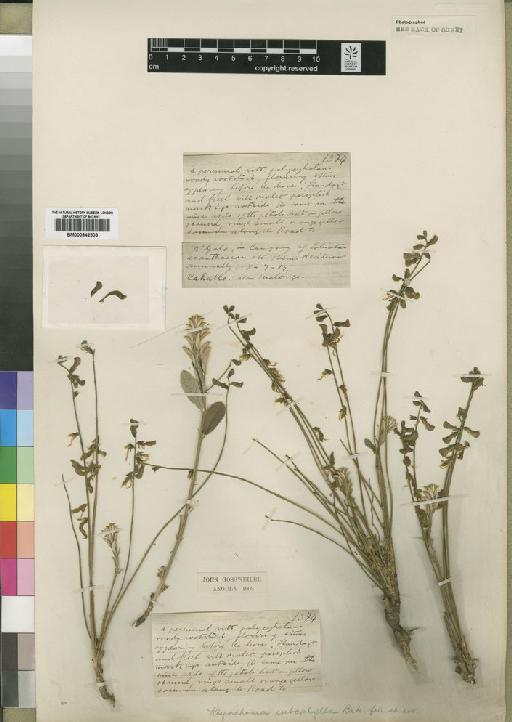 Rhynchosia subaphylla Baker f. - BM000842503