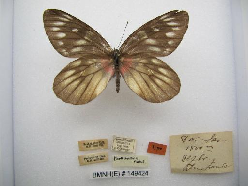 Delias pasithoe tonkiniana Fruhstorfer, 1905 - BMNH(E)149424_Delias pasithoe tonkiniana_Frhst