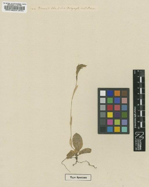 Pterostylis scabrida Lindl. - BM000048389