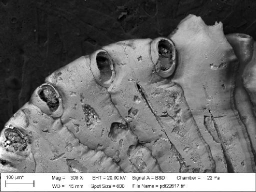 Setosellina gregoryi Cheetham, 1966 - PI D 48346 - Setosellina gregoryi