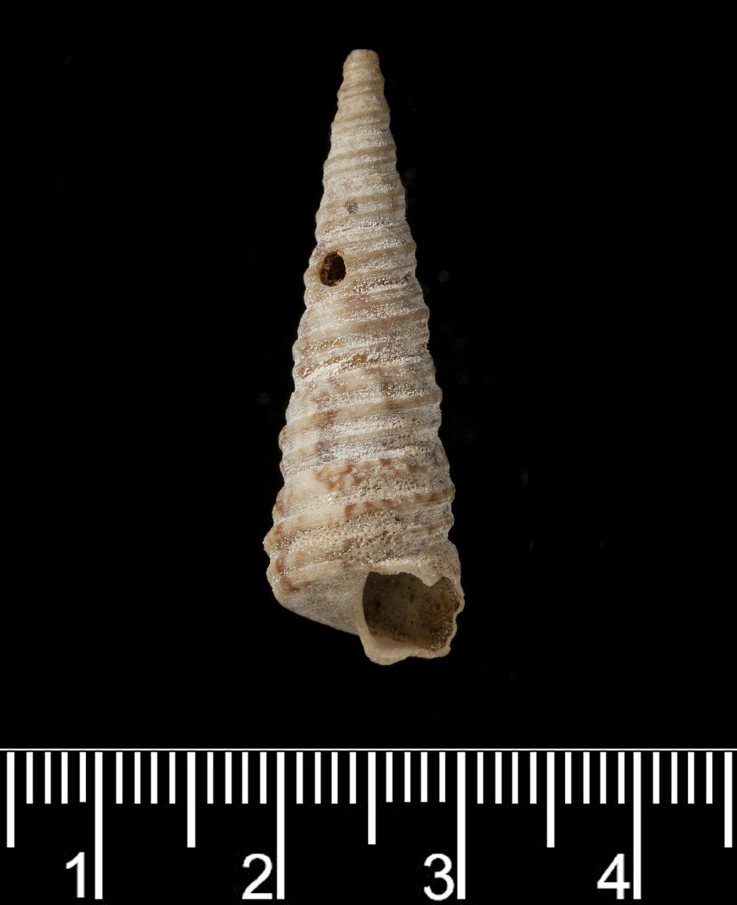 Turritella torulosa thumbnail