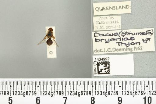 Bactrocera (Bactrocera) bryoniae (Tryon, 1927) - BMNHE_1434992_28456