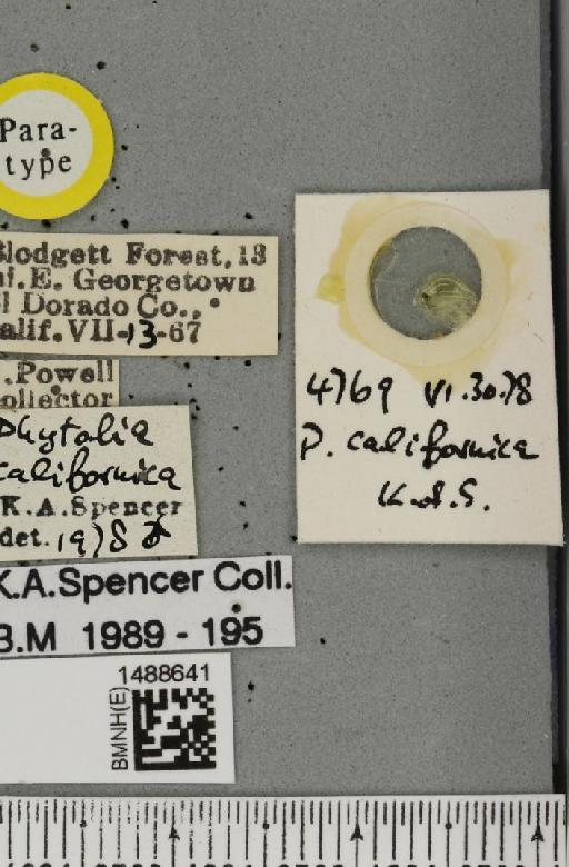 Phytobia californica Spencer, 1981 - BMNHE_1488641_label_52488