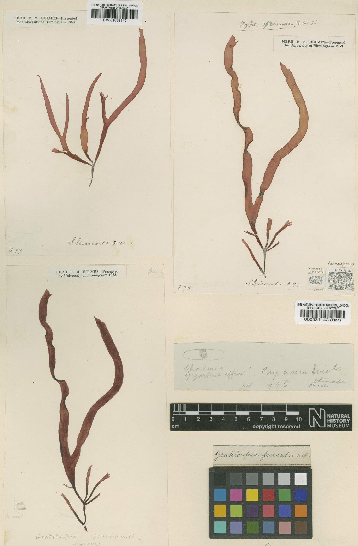 To NHMUK collection (Grateloupia livida (Harv.) Yamada; Type; NHMUK:ecatalogue:4857501)