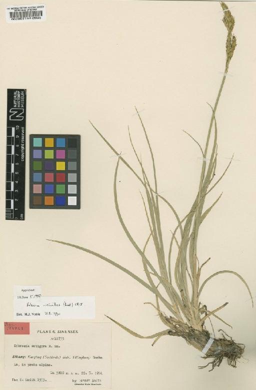 Kobresia uncinioides (Boott) C.B.Clarke - BM000058168