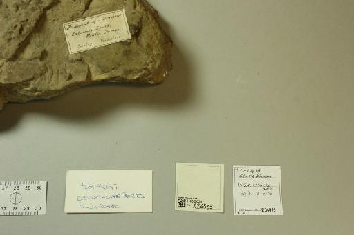 Dinosaur tridactyl footprint - 010303035_L010221376_(1)