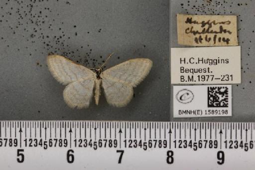 Scopula ternata Schrank, 1802 - BMNHE_1589198_270841