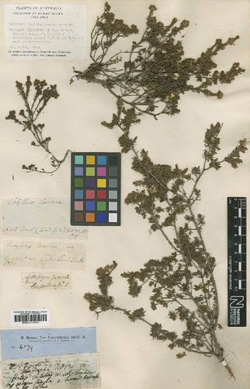 Calytrix laricina R.Br. & Benth. - BM001015050