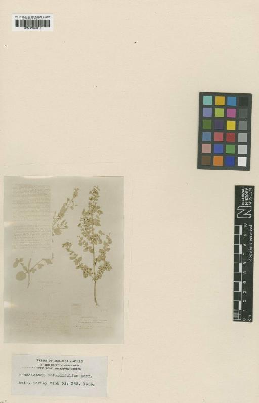Monochaetum rotundifolium Cogn. ex Gleason - BM001008012