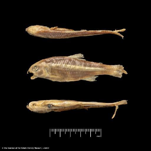Creagrutus muelleri (Günther, 1859) - BMNH 1858.7.25.42-45, SYNTYPE, Creagrutus muelleri_a