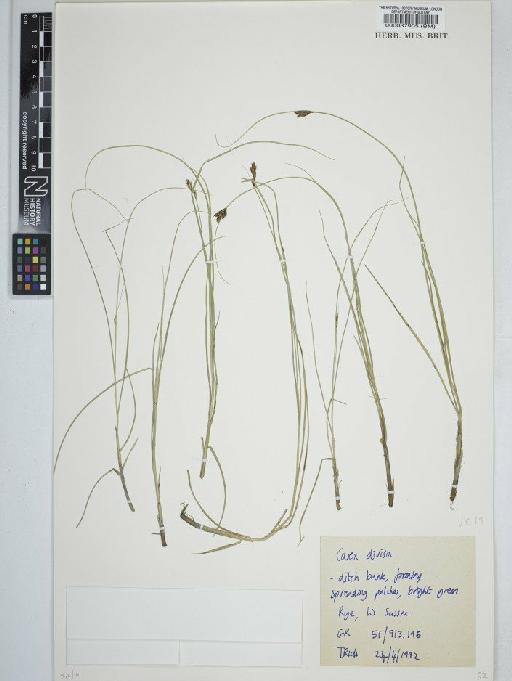 Carex divisa Huds. - BM000037905   C