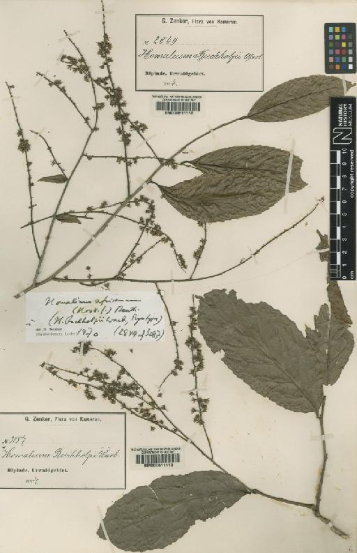 Homalium africanum (Hook.f.) Benth. - BM000611112