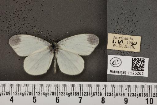 Leptidea sinapis sinapis Linnaeus, 1758 - BMNHE_1125262_80351