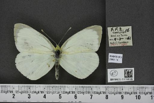 Pieris brassicae (Linnaeus, 1758) - BMNHE_1131616_97127