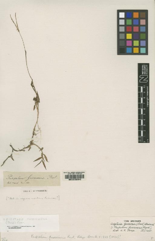 Digitaria fuscescens (J.Presl) Henrard - BM000630549