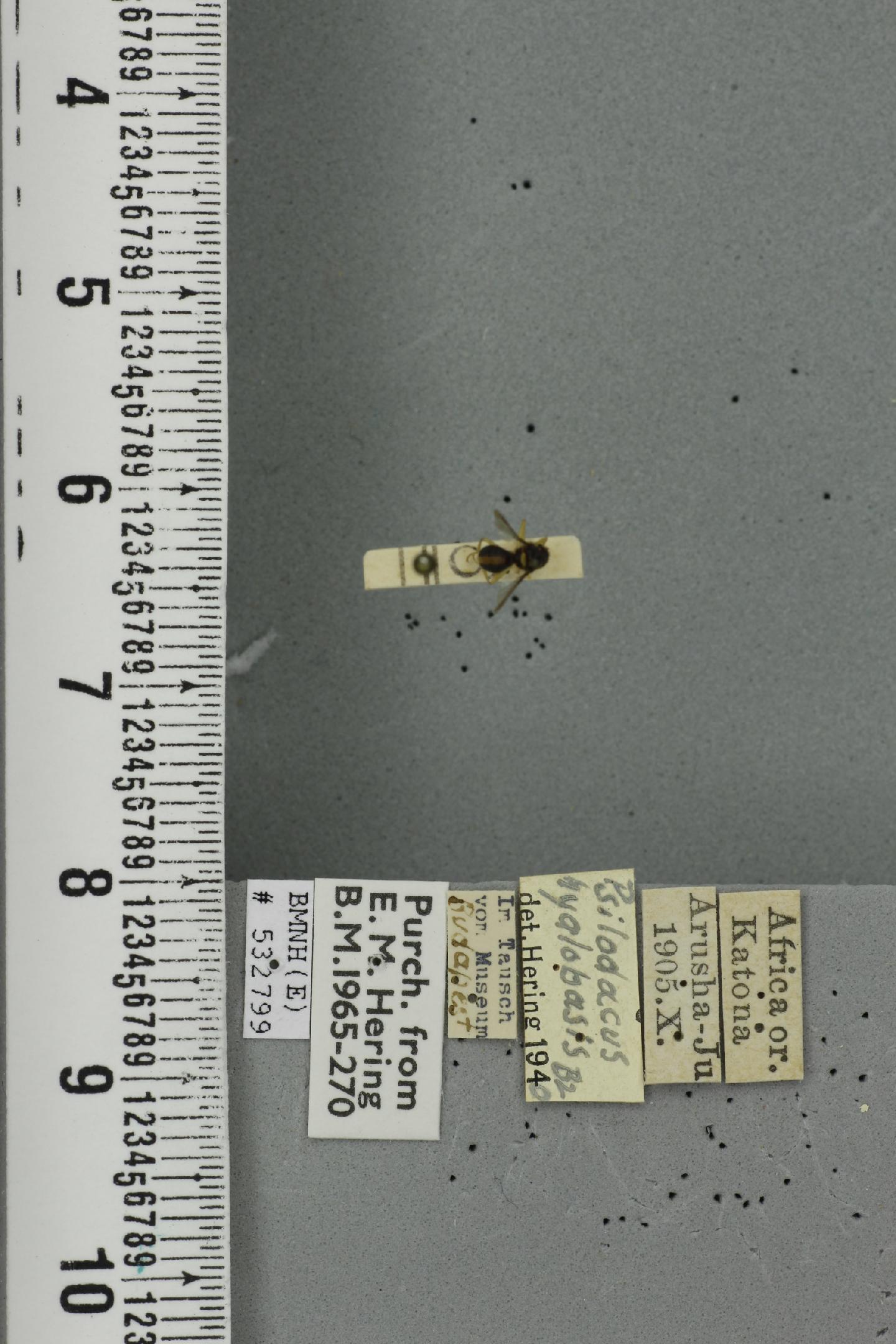 Dacus hyalobasis