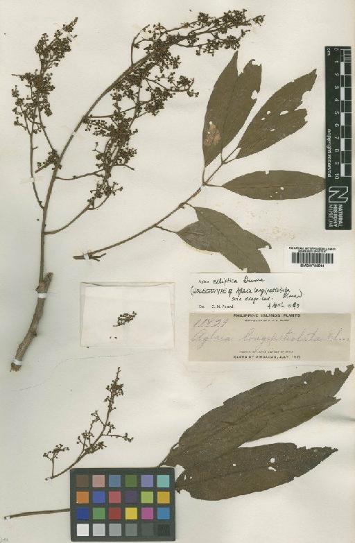 Aglaia elliptica Blume - BM000799514