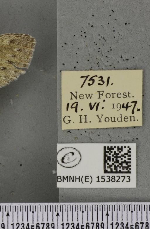 Stauropus fagi fagi (Linnaeus, 1758) - BMNHE_1538273_label_242795