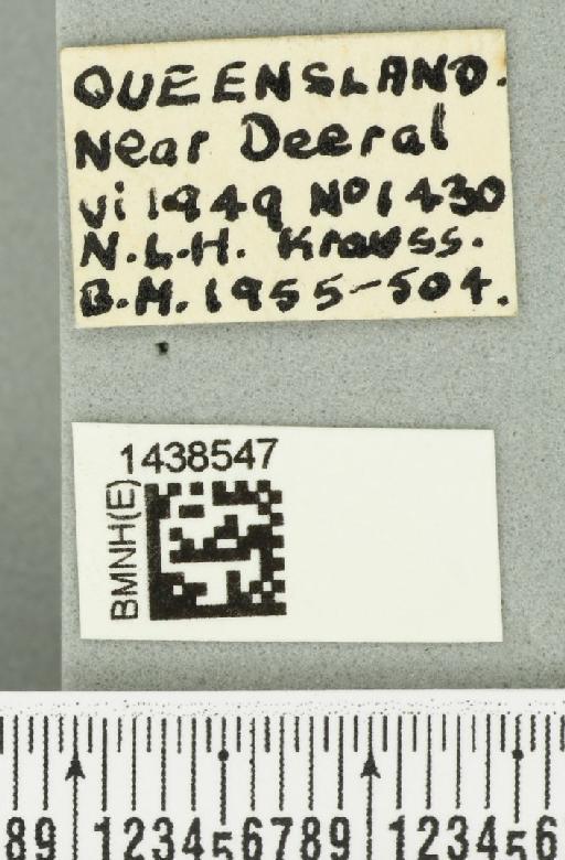 Bactrocera (Bactrocera) laticauda (Hardy, 1950) - BMNHE_1438547_label_32516