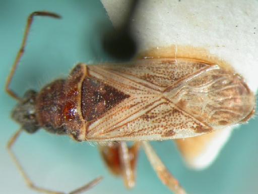 Remaudiereana robustus Malipatil - Hemiptera: Remaudiereana Rob