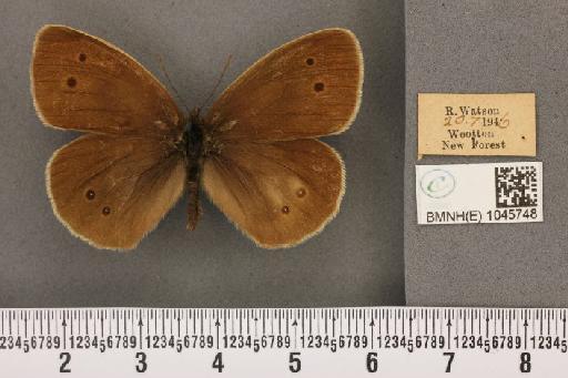 Aphantopus hyperantus ab. semi-albescens Tutt, 1908 - BMNHE_1045748_20715