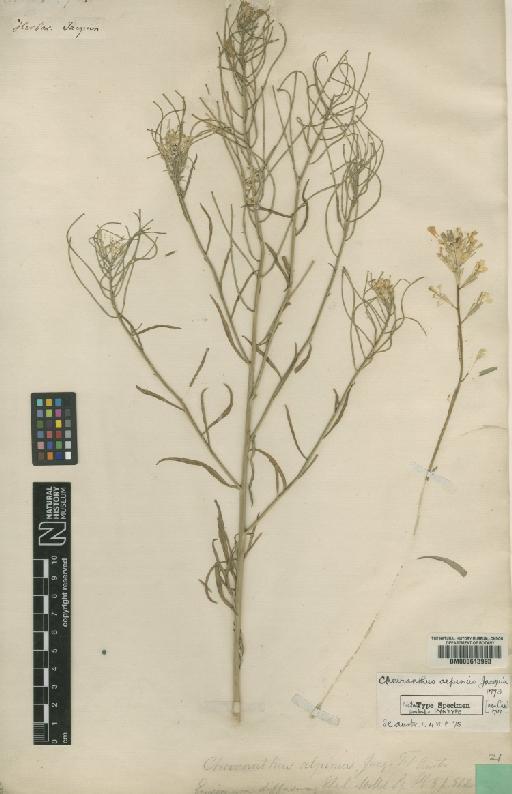 Erysimum hieracifolium L. - BM000613993