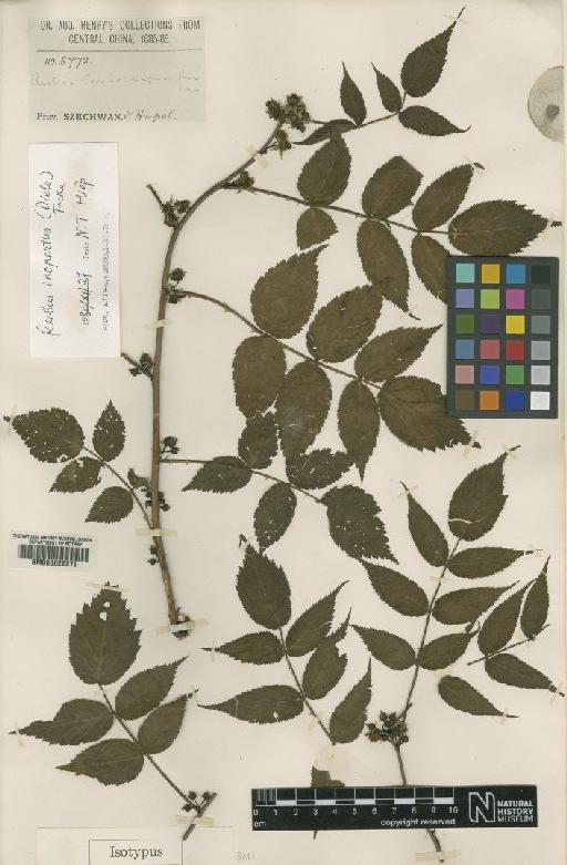 Rubus lasiocarpus Focke - BM000622279