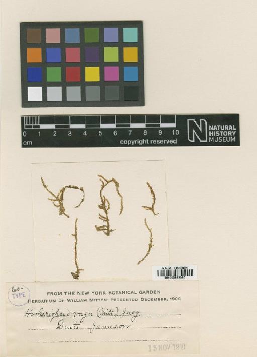Hookeriopsis vaga (Mitt.) A.Jaeger - BM000862060_a