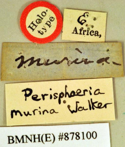 Perisphaeria murina Walker, 1868 - Perisphaeria murina Walker, F, 1868, female, holotype, labels. Photographer: Heidi Hopkins. BMNH(E)#878100