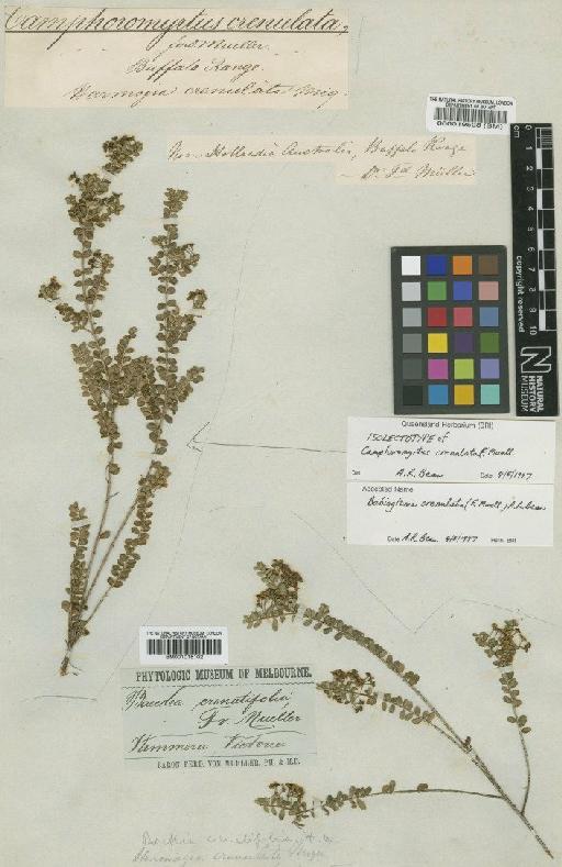 Baeckea crenatifolia F.Muell. - BM000019508