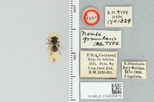 Pseudapis granularis Cockerell, 1935 - 014025819_839193_1668435-
