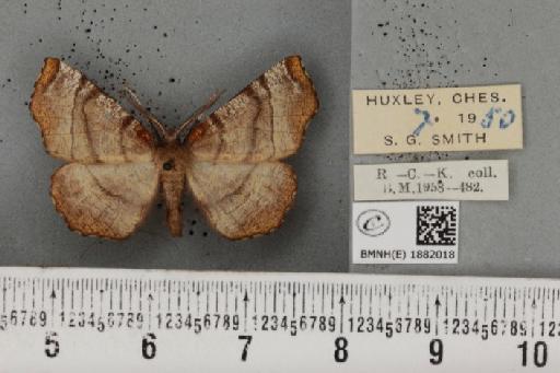 Selenia dentaria ab. fulvopustulata Smith, 1949 - BMNHE_1882018_447418