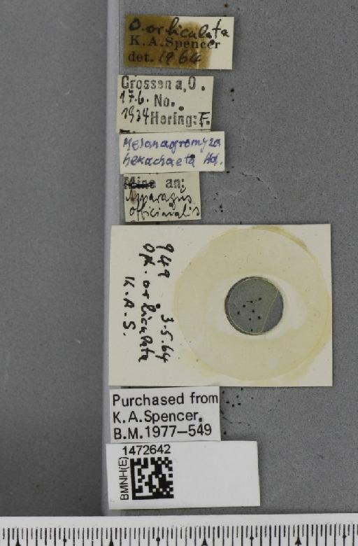 Ophiomyia orbiculata (Hendel, 1931) - BMNHE_1472642_label_60391