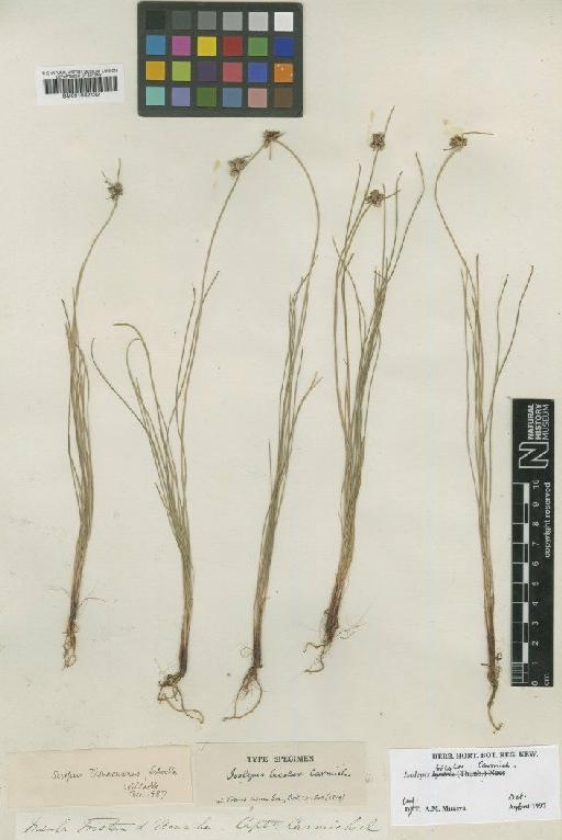 Isolepis bicolor Carmich. - BM001042132