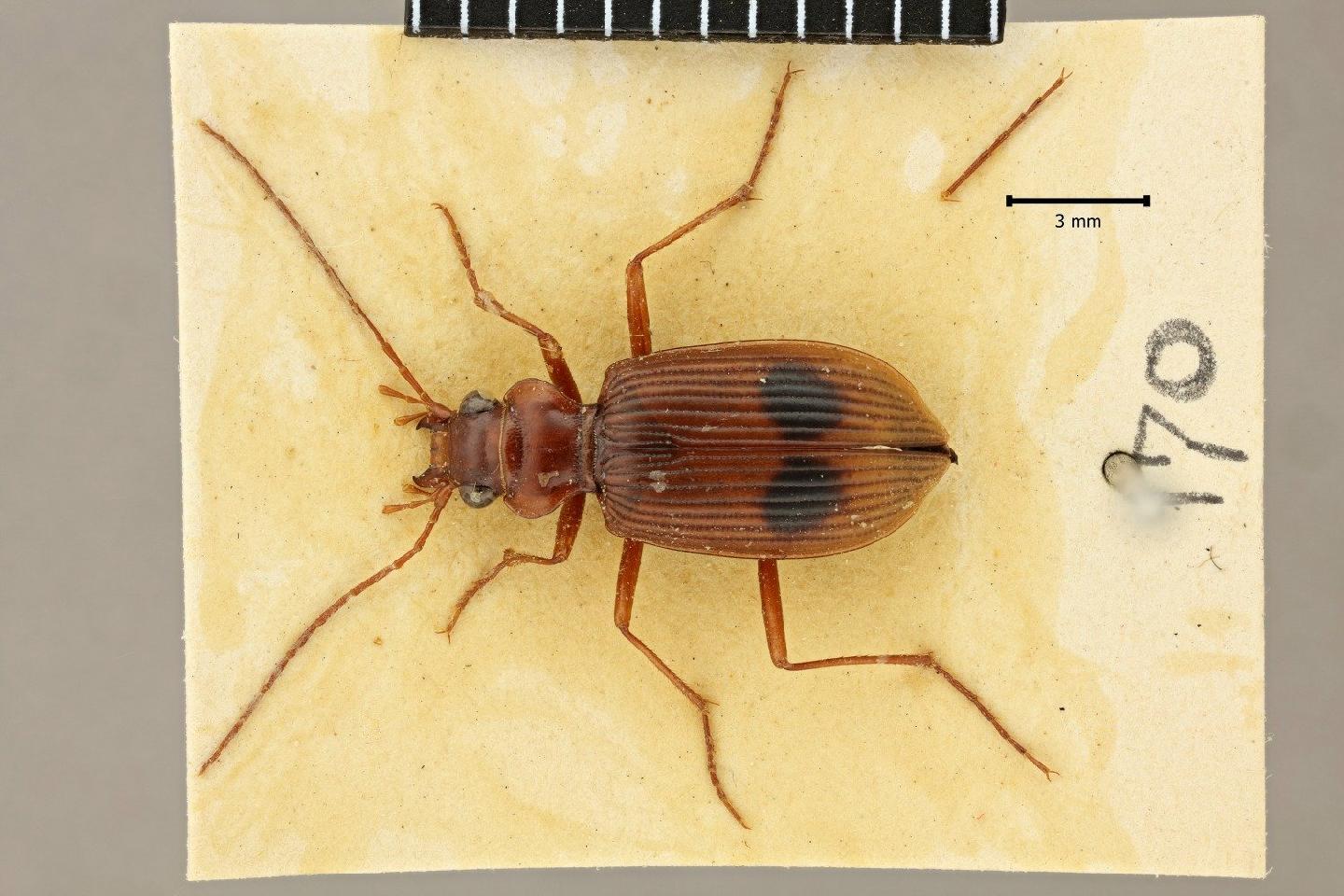 Nebria fongondi thumbnail