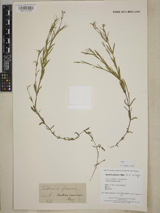 Stellaria palustris Retz. - BM013411940
