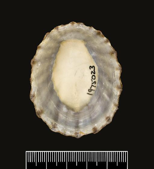 Patella radians Gmelin, 1791 - 1975023_2a