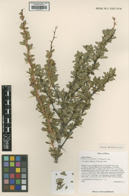 Berberis nanifolia Harber - BM001190939