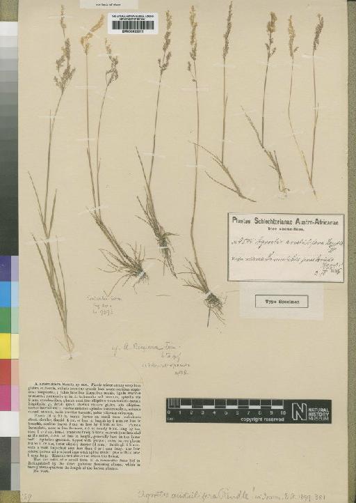 Agrostis aristulifera Rendle - BM000922813