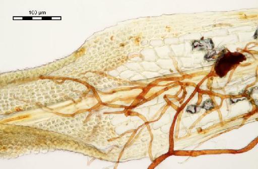 Syrrhopodon semperi Müll.Hal. - Syrrhopodon richardsii_BM000675259hyaline.j