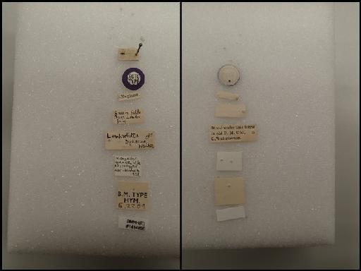 Miscogaster cyanea Walker, 1833 - Miscogaster cyanea Walker, 1833 #1414856 Hym Type 5.2209 labels