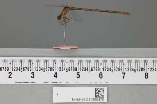 Pseudagrion whellani Pinhey, 1956 - 011250476_lateral