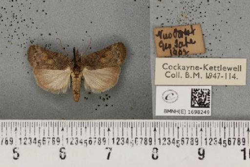 Nycteola revayana ab. plumbea Sheldon, 1919 - BMNHE_1698249_295326