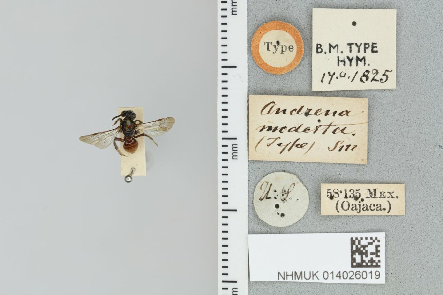 Protandrena modesta