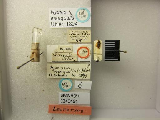 Nysius inaequalis Uhler, 1894 - Nysius inaequalis-BMNH(E)1240464-Syntype male dorsal & labels