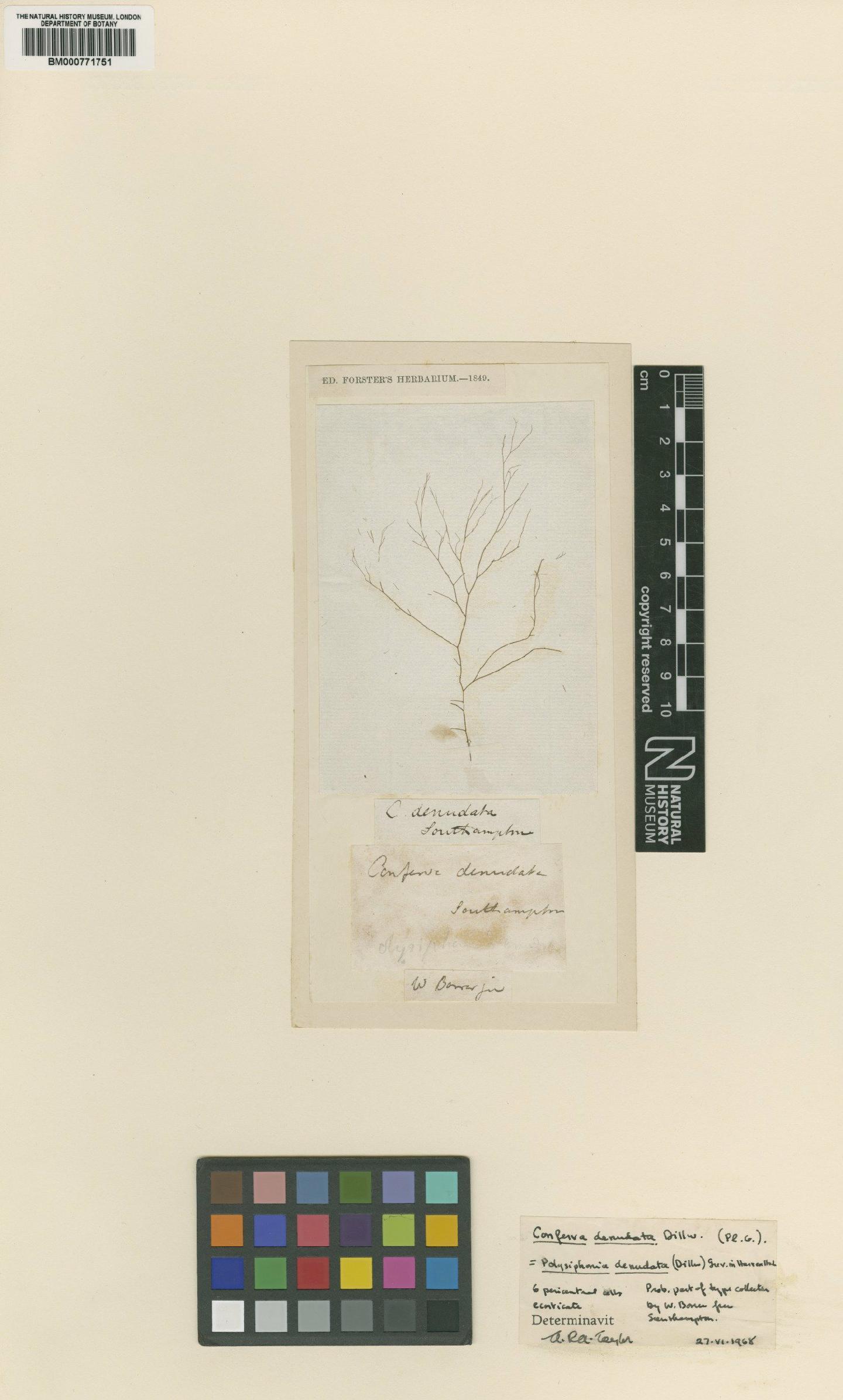 To NHMUK collection (Polysiphonia denudata (Dillwyn) Grev. ex Harv.; Type; NHMUK:ecatalogue:4817024)