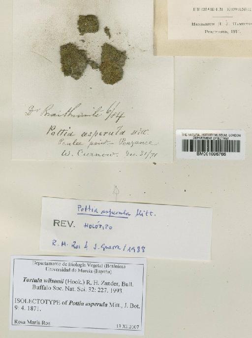 Pottia wilsonii (Hook.) Bruch & Schimp. - BM001006766