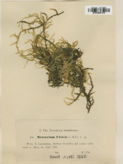 Meteoridium remotifolium (Müll.Hal.) Manuel - BM000961272